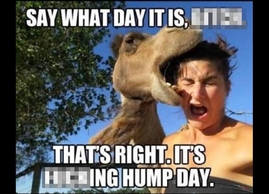 Happy Hump Day 2021 Memes, Images, GIF, Quotes & Pictures.